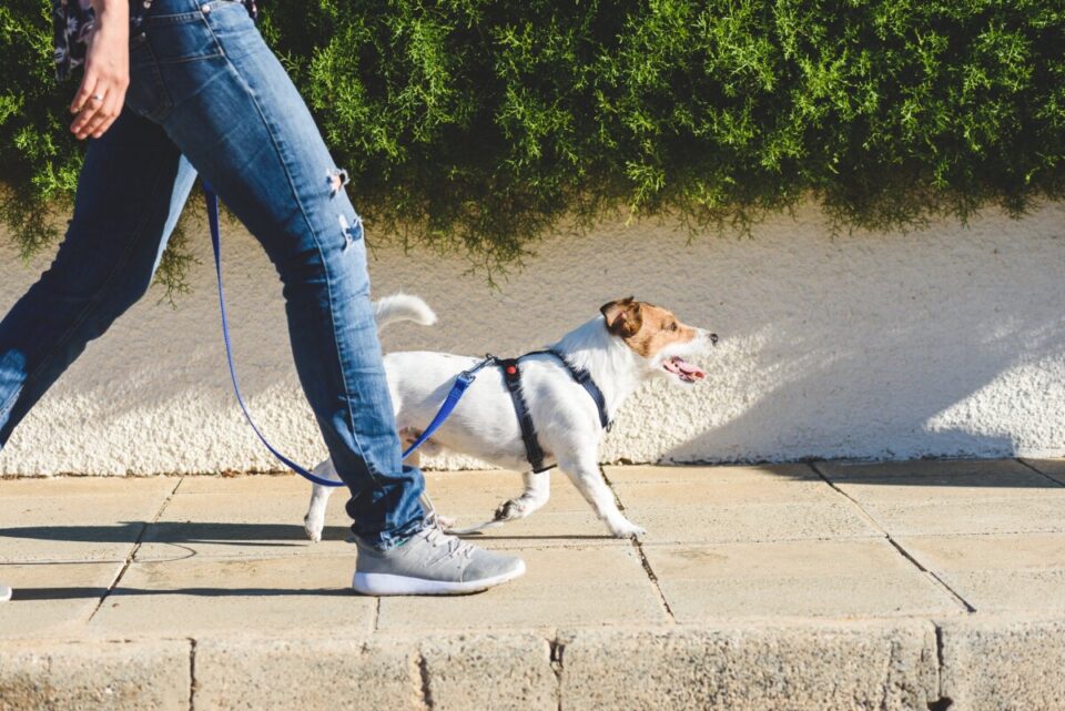 Hoy 19 de junio: Día Mundial del Paseo