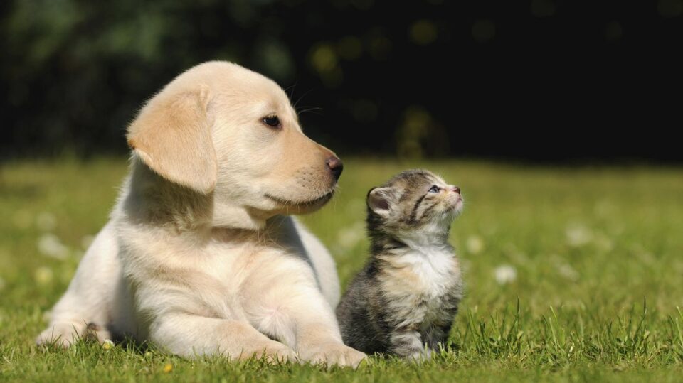 ¿Por qué se debe esterilizar a las mascotas?